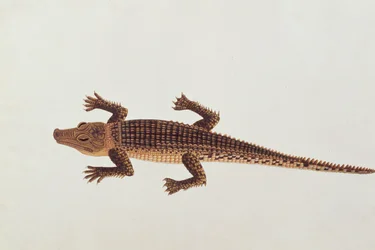 Boo-ay-ah Alligator, aus Zeichnungen von Tieren, Insekten und Reptilien aus Malakka, ca. 1805-18