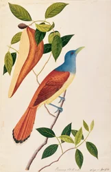 Boorong Seli-ah, aus Zeichnungen von Vögeln aus Malakka, ca. 1805-18