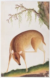 Rehkitz, aus Zeichnungen von Tieren, Insekten und Reptilien aus Malakka, ca. 1805-18