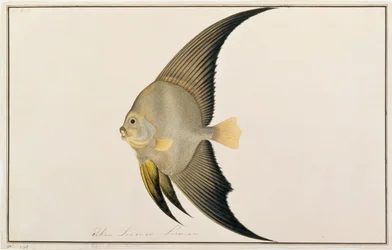 Langflossen-Fledermausfisch, aus Zeichnungen von Fischen von Malakka, ca. 1805-18