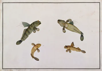 Schlammfisch, Bloodo chiena, Bloodo La-ore, aus Zeichnungen von Fischen von Malakka, ca. 1805-18