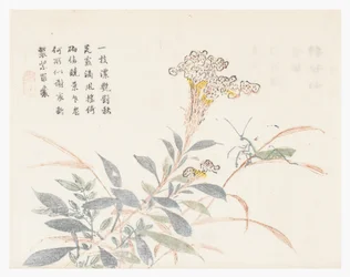 Garten der Senfsamen