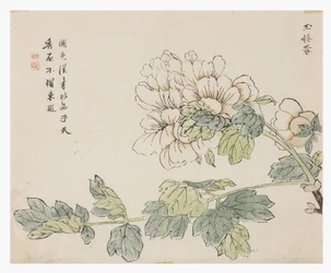 Garten der Senfsamen