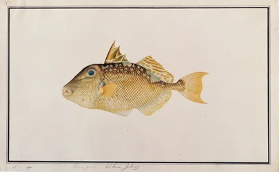 Sternen-Drückerfisch, aus Zeichnungen von Fischen von Malakka, ca. 1805-18
