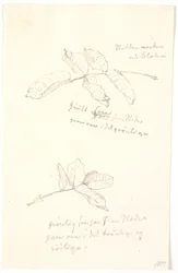 Blattstudien mit Farbangaben in Bleistift