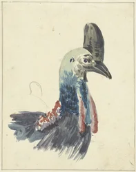 Kopf des Kasuars