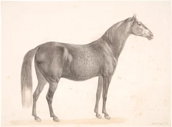 Schwarzes Pferd