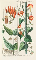 Botanisches Handbuch, 1808