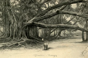Riesige Bäume in Buitenzorg, Java, 1898