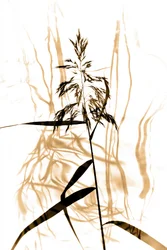 Zarte Schilfsilhouette