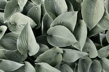 Taufrische Hosta-Blätter