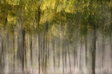 Träumender Herbstwald