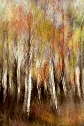 Träumerischer Herbstwald