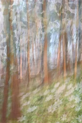 Träumende Waldblüte