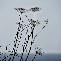Silhouetten getrockneter Pflanzen