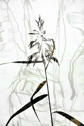 Elegante Schilfrohr-Silhouette