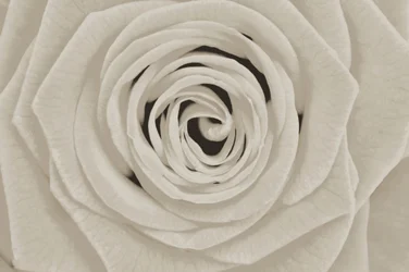Elegante weiße Rose