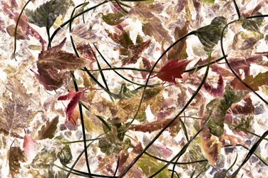 Ätherisches Herbstlaub