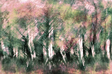 Ätherischer Waldtraum