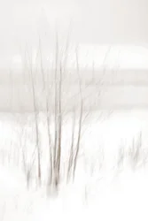 Ätherische Winterwälder