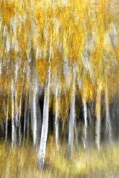 Goldener Herbstwald