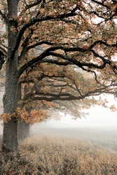 Goldener Herbstnebel