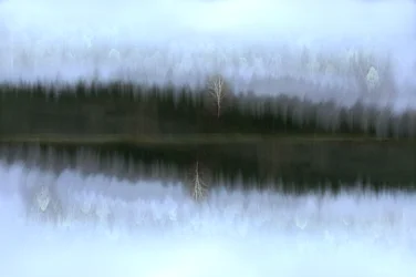 Neblige Birkenreflexion