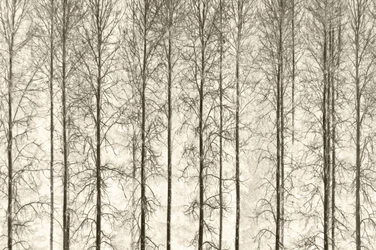 Monochrome Winterbäume
