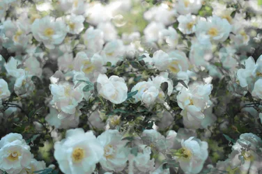 Weiche Weiße Rosen