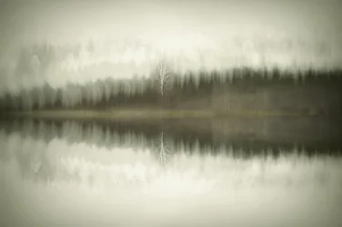 Einsamer Birkensee