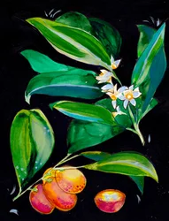 Orangenfrucht und Blüten