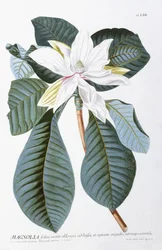Magnolie, 1750-1773