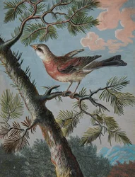 Singvogel in einem Immergrün