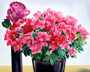 Azaleenrose