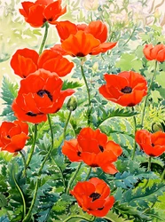Gartenrote Mohnblumen