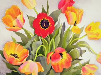 Orange und rote Tulpen