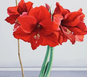 Rote Amaryllis