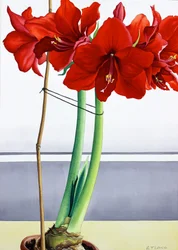 Rote Amaryllis 2