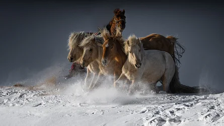 Wilde Pferde im Schnee