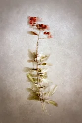 Zarte botanische Beeren