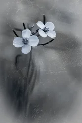 Zarte graue Blüten