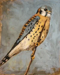 Amerikanischer Turmfalke auf Zweig