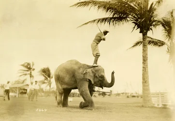 Golfer steht auf Rosie dem Elefanten, Miami Beach, 2. Mai 1927