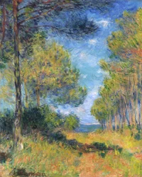 Tannenallee in Varengeville