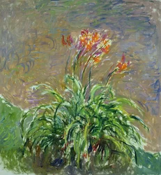 Hemerocallis