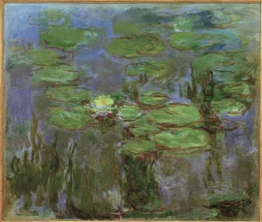 Seerosen