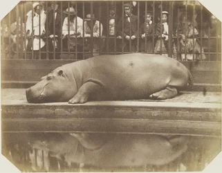 Obaysch, das Nilpferd, Londoner Zoo
