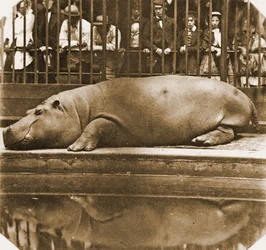 Obaysch das Nilpferd, Londoner Zoo, 1852