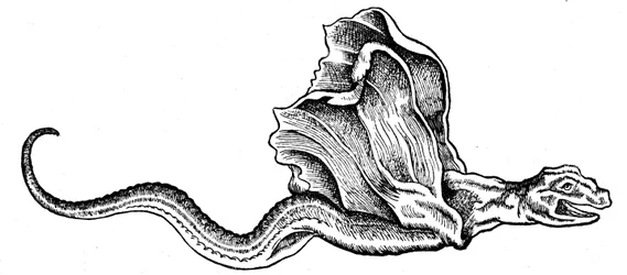 Ein Basilisk