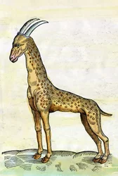 Die Giraffe. in Historia Animalium von Conrad Gesner (1516 - 1565) (Miniatur)